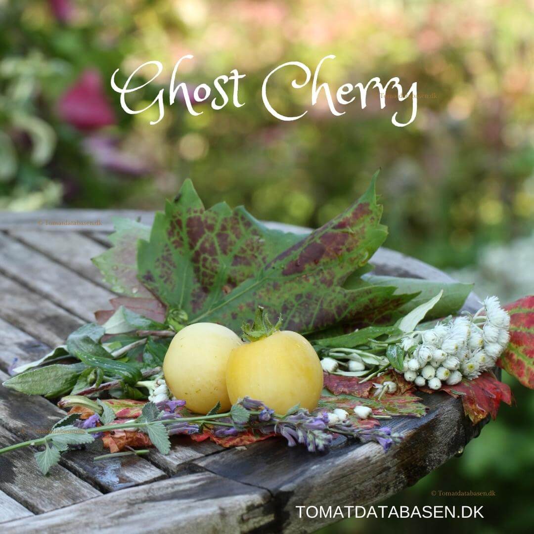 Ghost Cherry